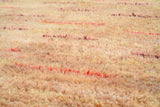 Purple And Red Stripes Rug I Purple Rugs Collection