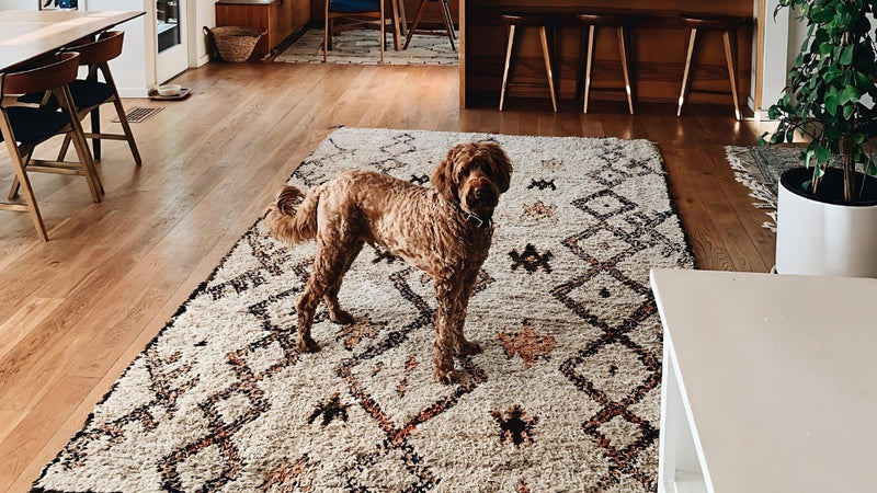 Paws & Pile: Why Moroccan Wool Rugs are Surprisingly Pet-Friendly